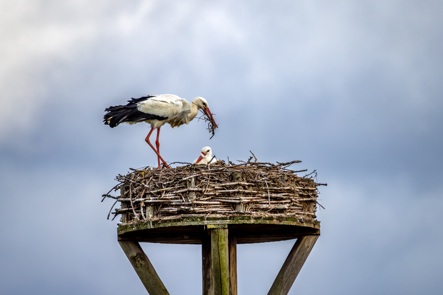 2026-02-FCa-090-Weissstoerche Der Nestbau der Weißstörche schreitet voran