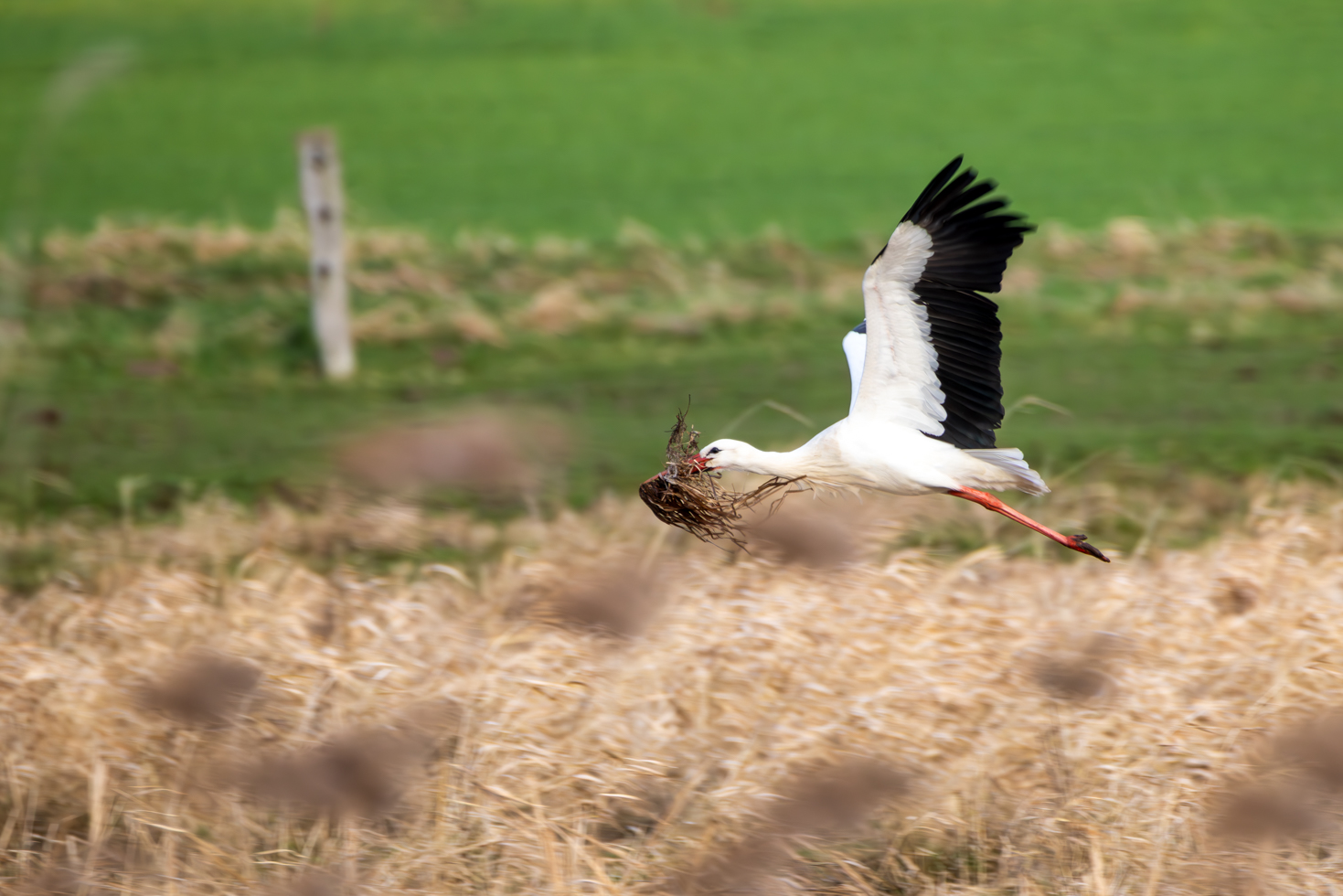 2026-02-FCa-091-Weissstorch-Nistmaterial Der Nestbau der Weißstörche schreitet voran