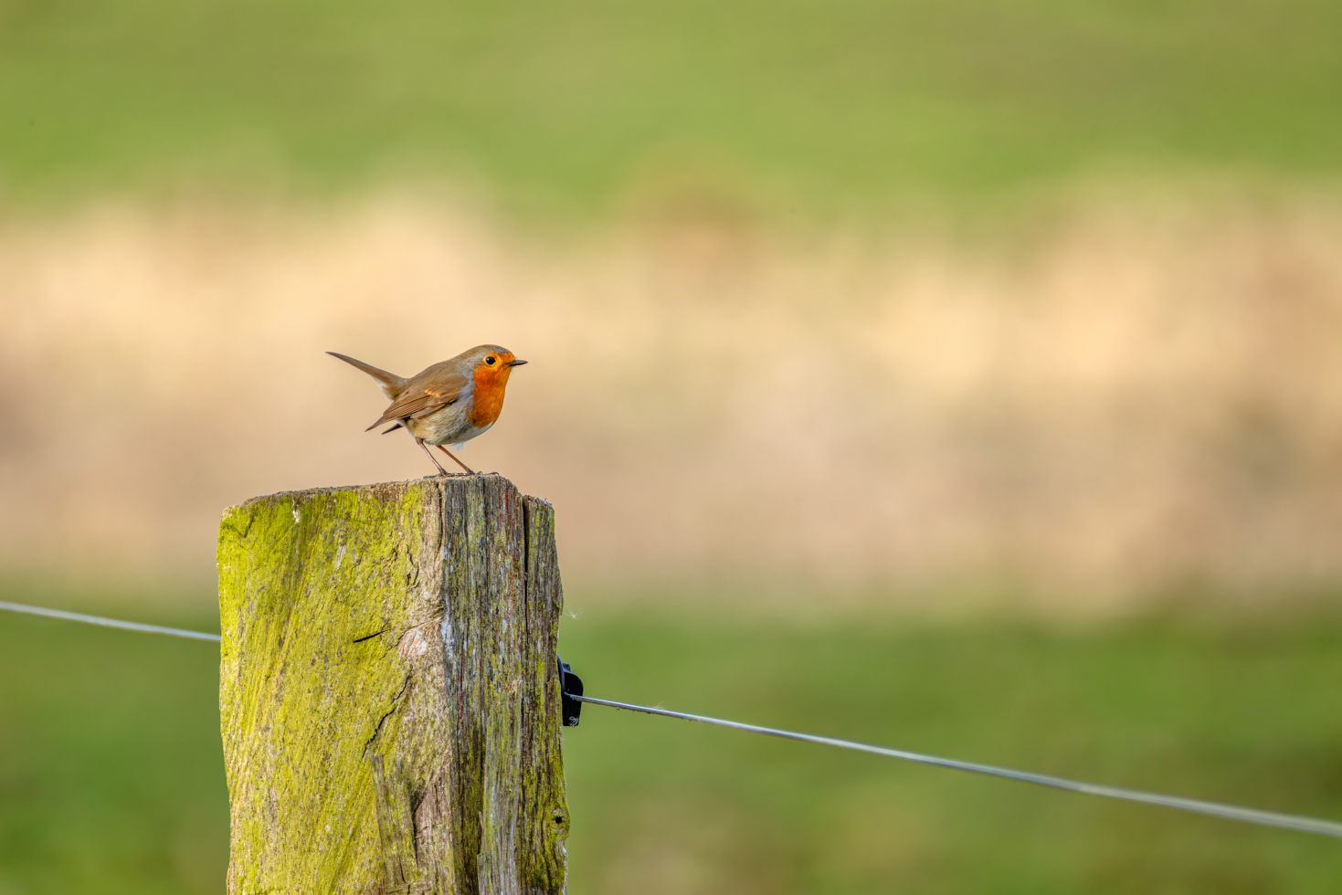 2026-02-FCa-092-Rotkehlchen Rotkehlchen
