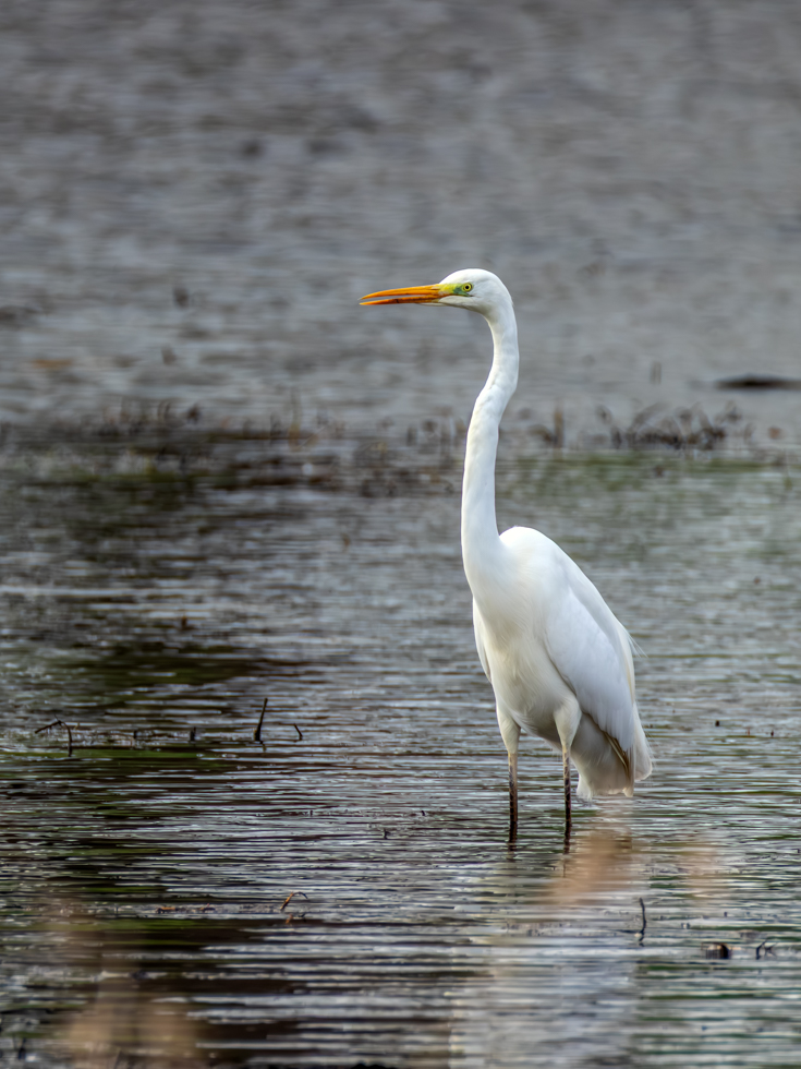 2026-02-FCa-094-Silberreiher Silberreiher