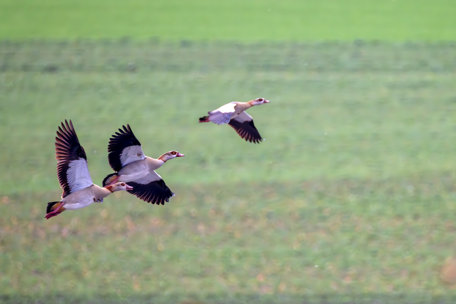 2026-02-FCa-095-Nilgaense Nilgänse