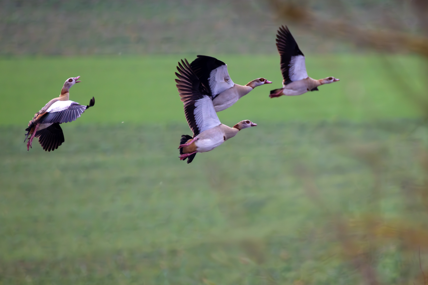 2026-02-FCa-096-Nilgaense Nilgänse