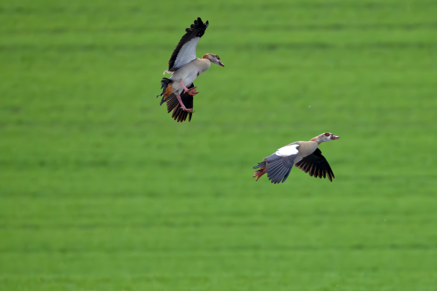 2026-02-FCa-097-Nilgaense Nilgänse