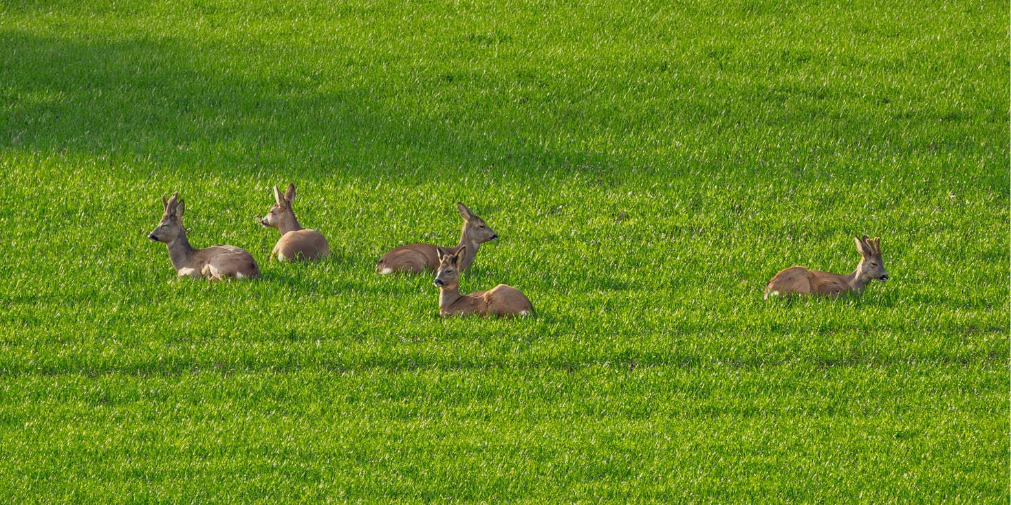 2026-02-FCa-098-Rehe Rehe