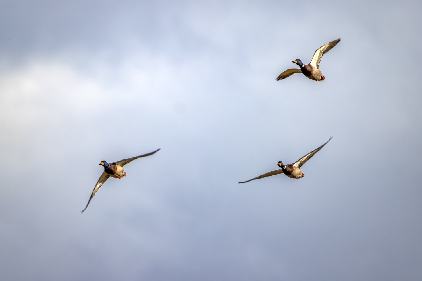 2026-02-FCa-100-Stockenten Stockenten - männlich