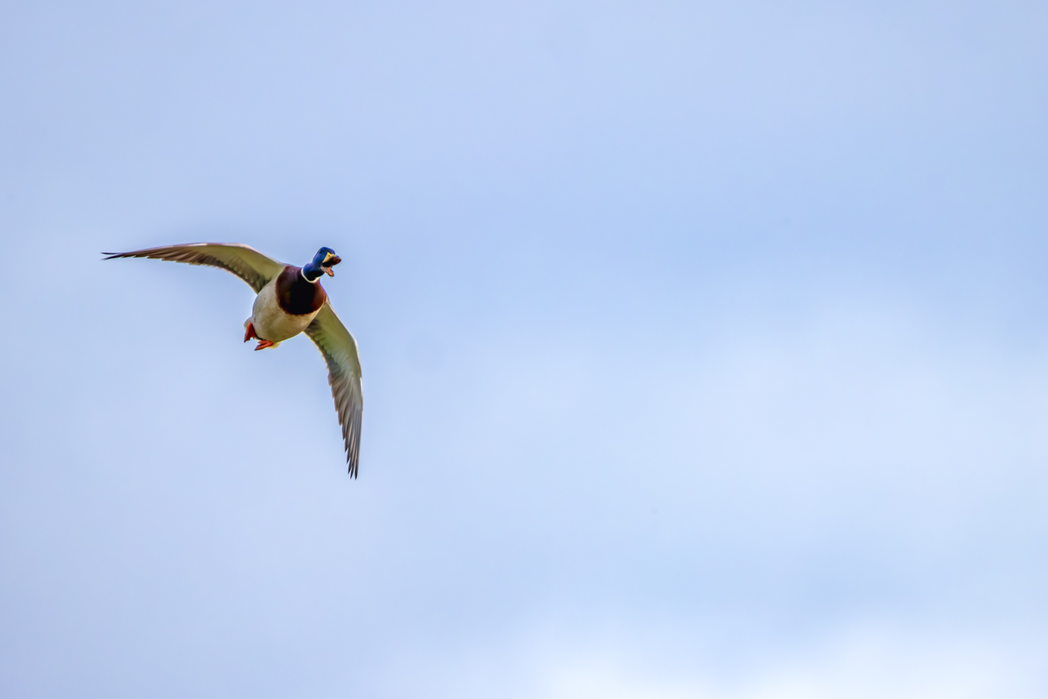 2026-02-FCa-101-Stockente Aus dem Weg ... ich kommeeeee ! (Stockente - männlich)