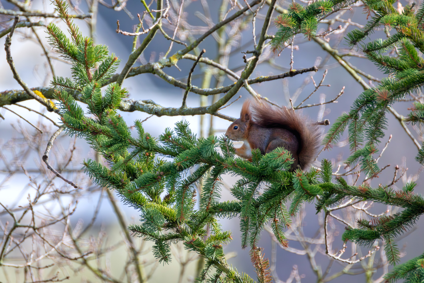 Eichhörnchen in unserem Garten