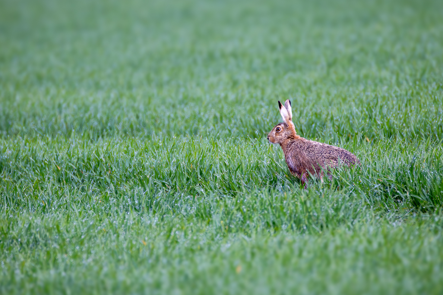 2026-03-FCa-030-Feldhase Feldhase