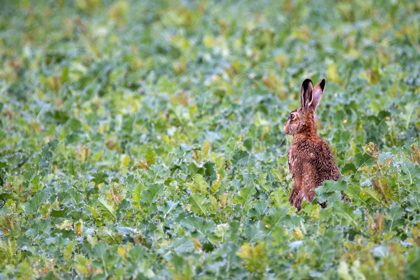 2026-03-FCa-031-Feldhase Feldhase