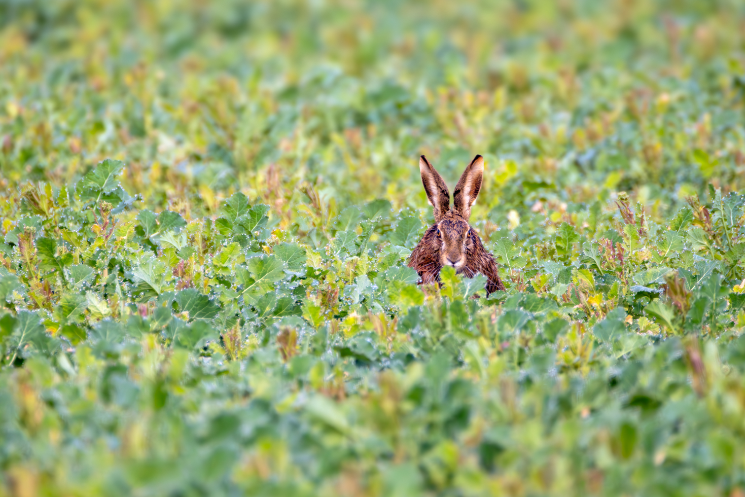2026-03-FCa-032-Feldhase Feldhase