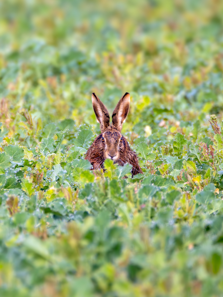 2026-03-FCa-033-Feldhase Feldhase