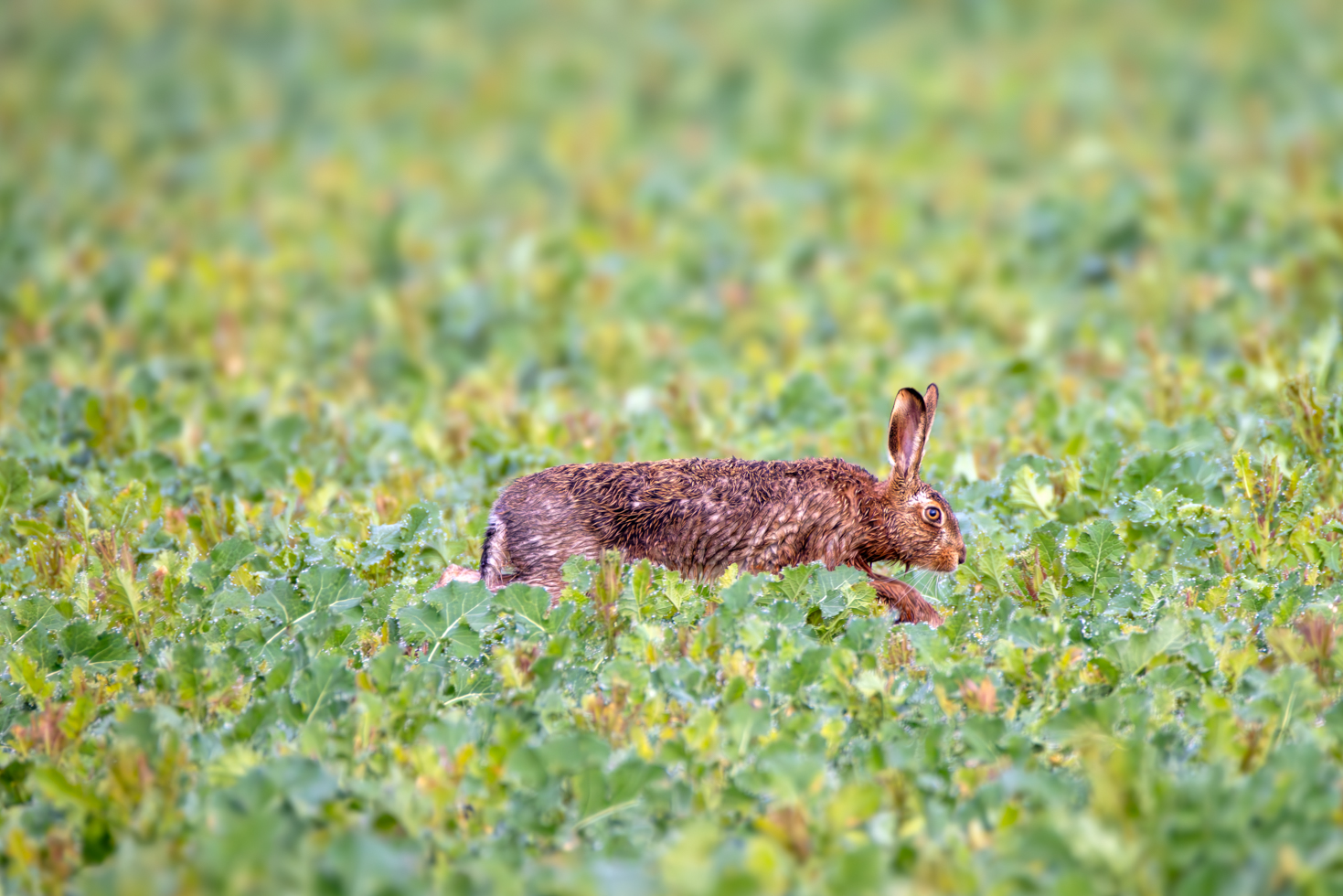 2026-03-FCa-035-Feldhase Feldhase