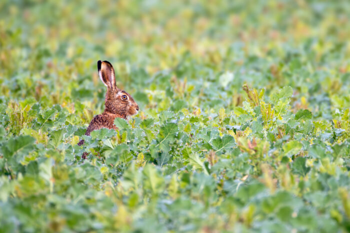 Feldhase