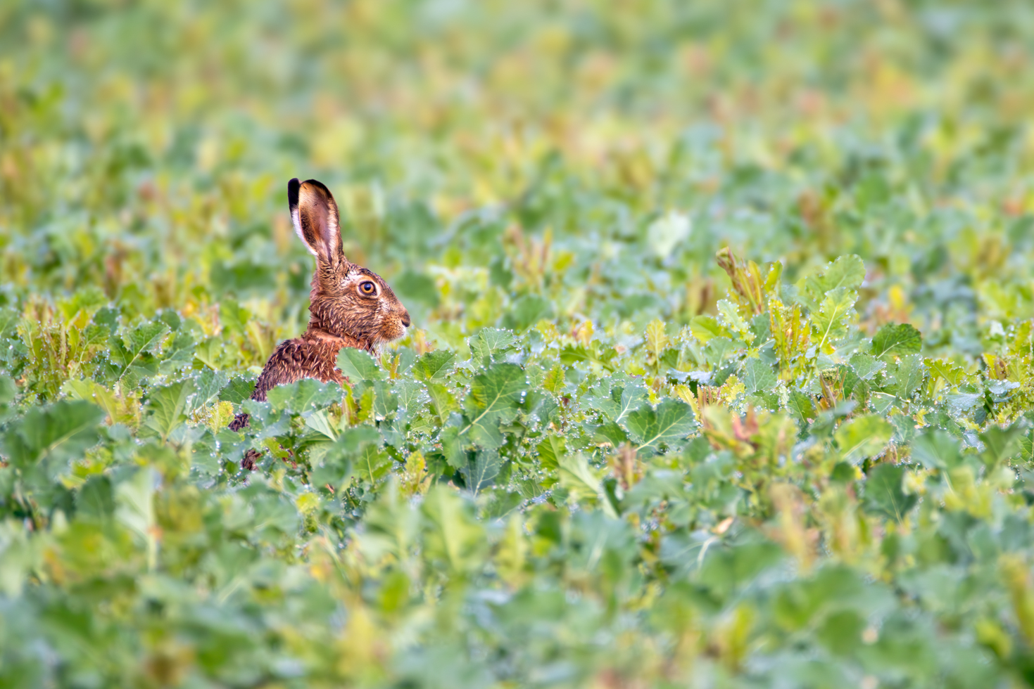 2026-03-FCa-036-Feldhase Feldhase