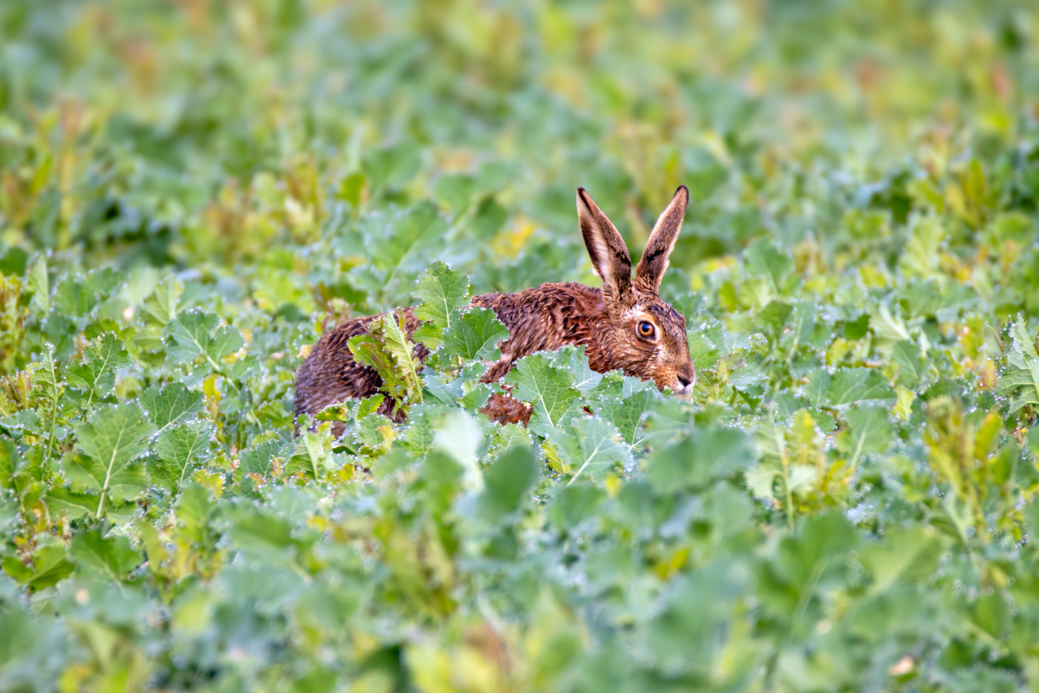 2026-03-FCa-037-Feldhase Feldhase