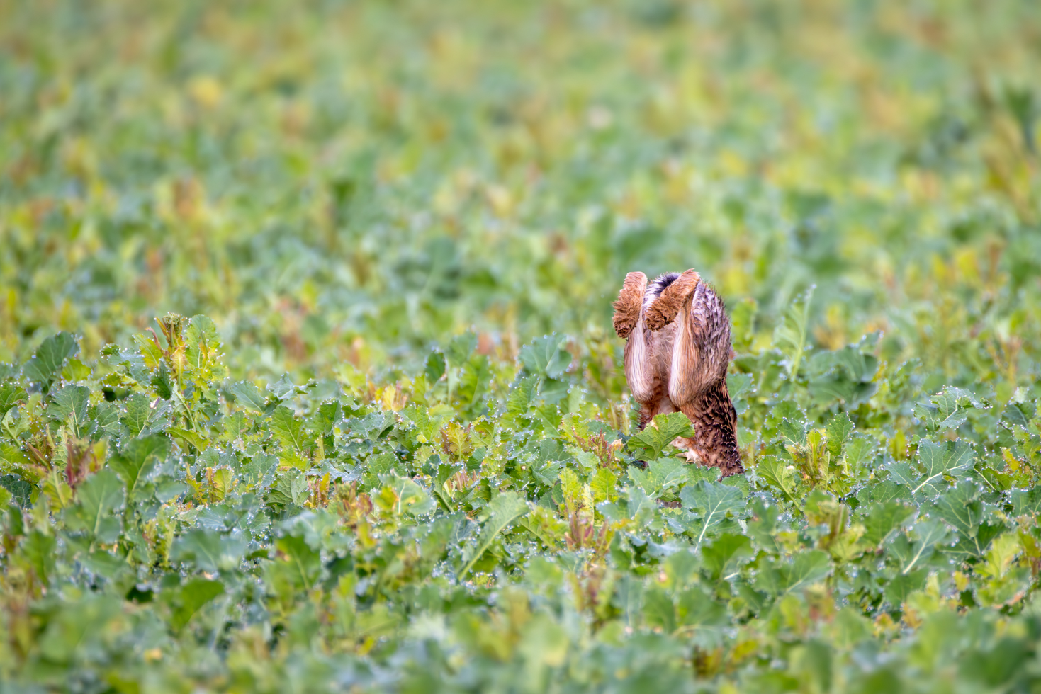 2026-03-FCa-038-Feldhase Feldhase