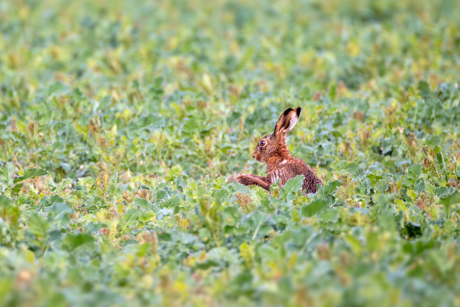 2026-03-FCa-039-Feldhase Feldhase