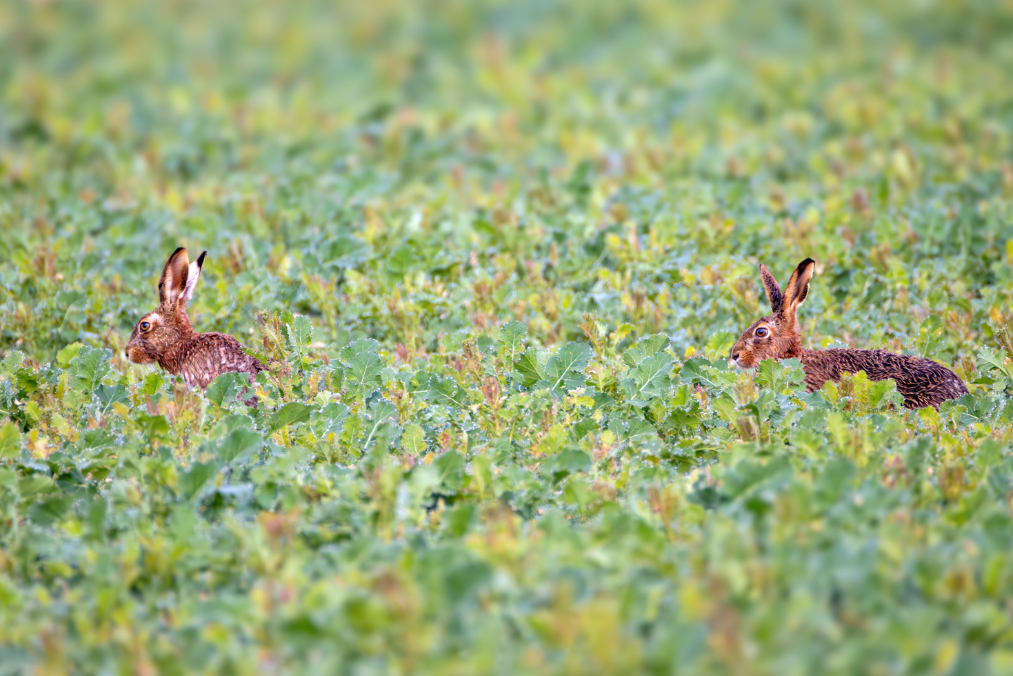 2026-03-FCa-040-Feldhasen Feldhasen