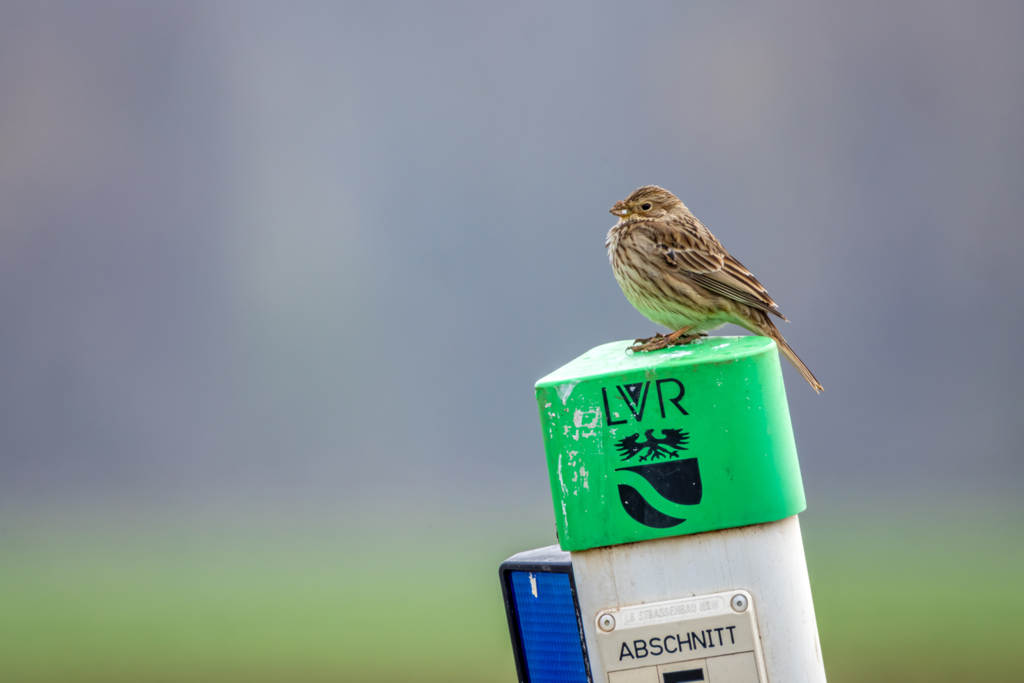 2026-03-FCa-041-Grauammer Grauammer