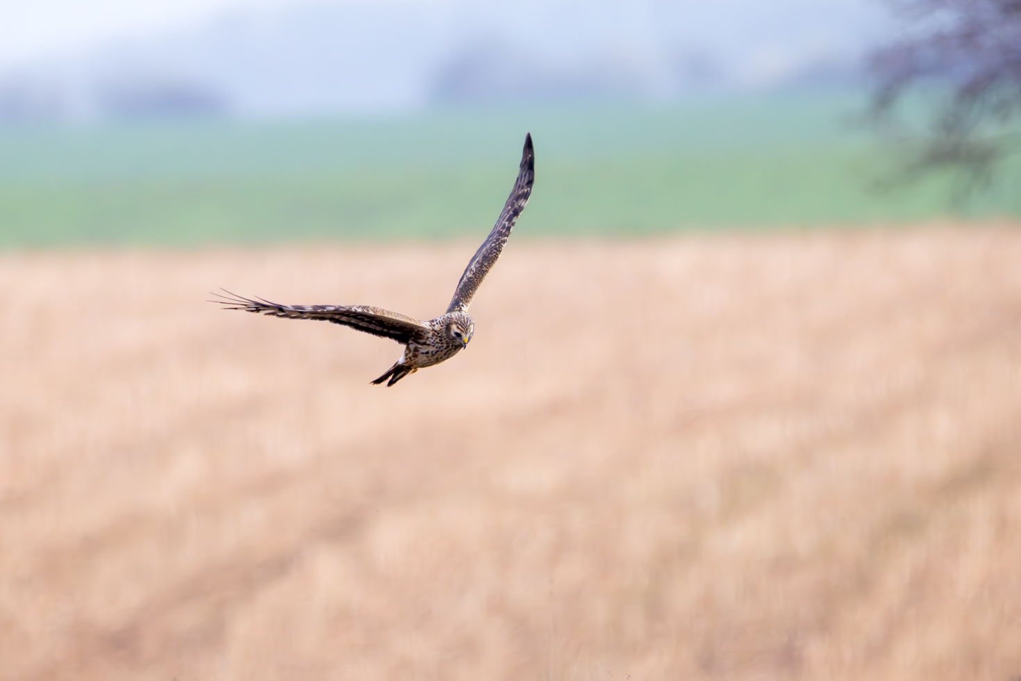 2026-03-FCa-042-Kornweihe-weiblich Kornweihe - weiblich