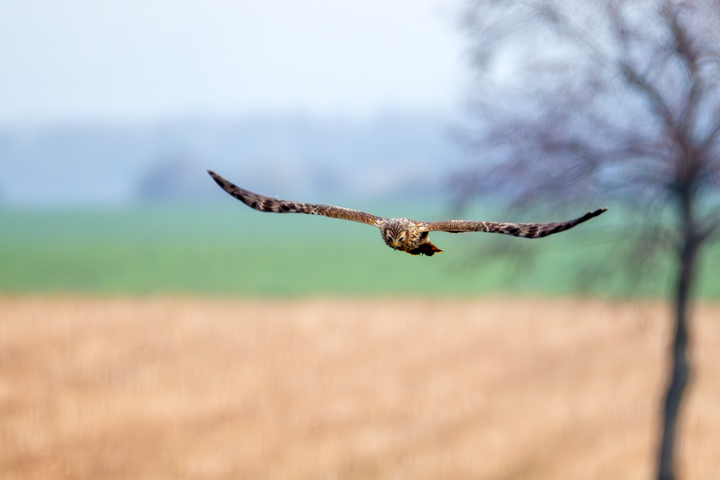 2026-03-FCa-043-Kornweihe-weiblich Kornweihe - weiblich