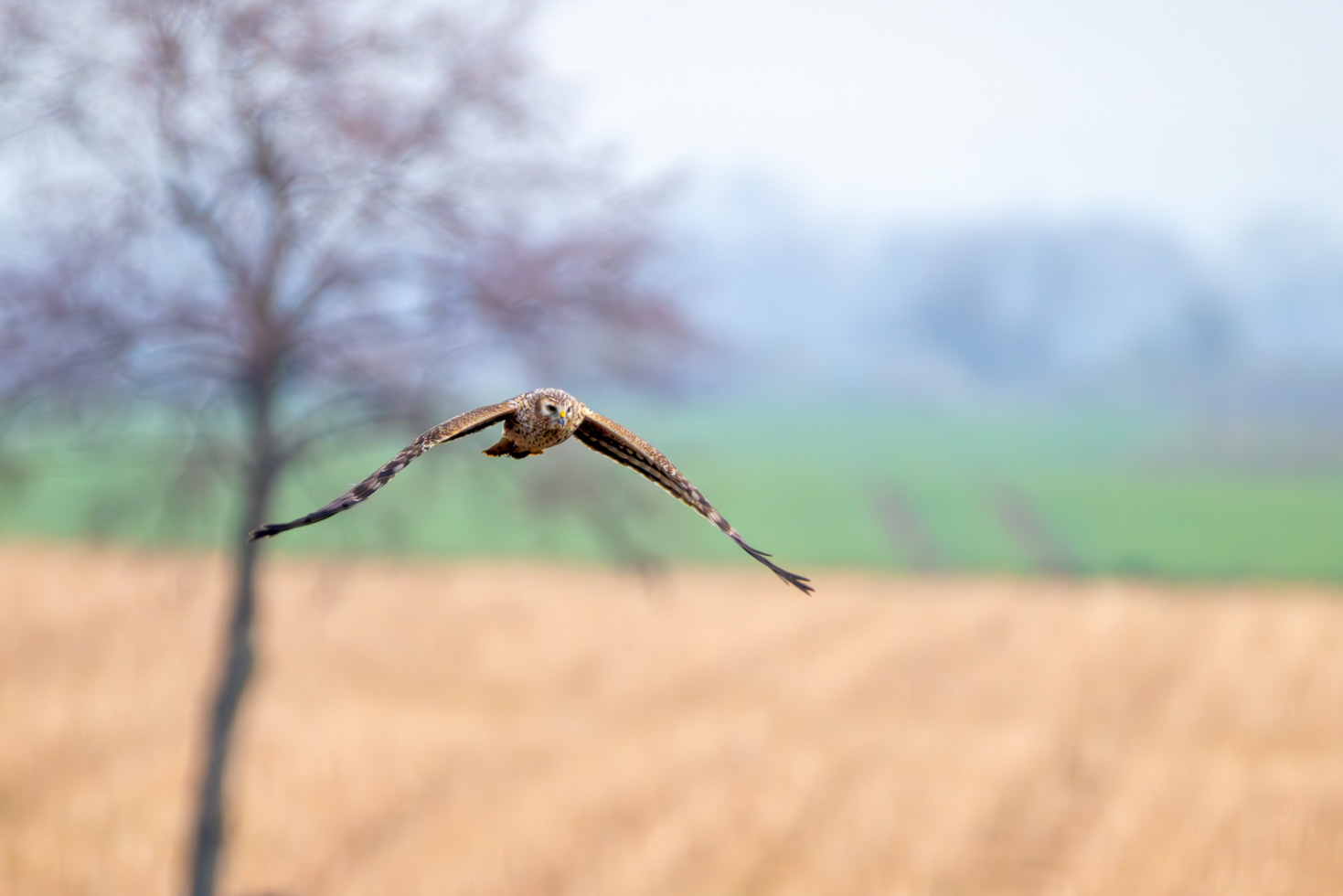 2026-03-FCa-044-Kornweihe-weiblich Kornweihe - weiblich