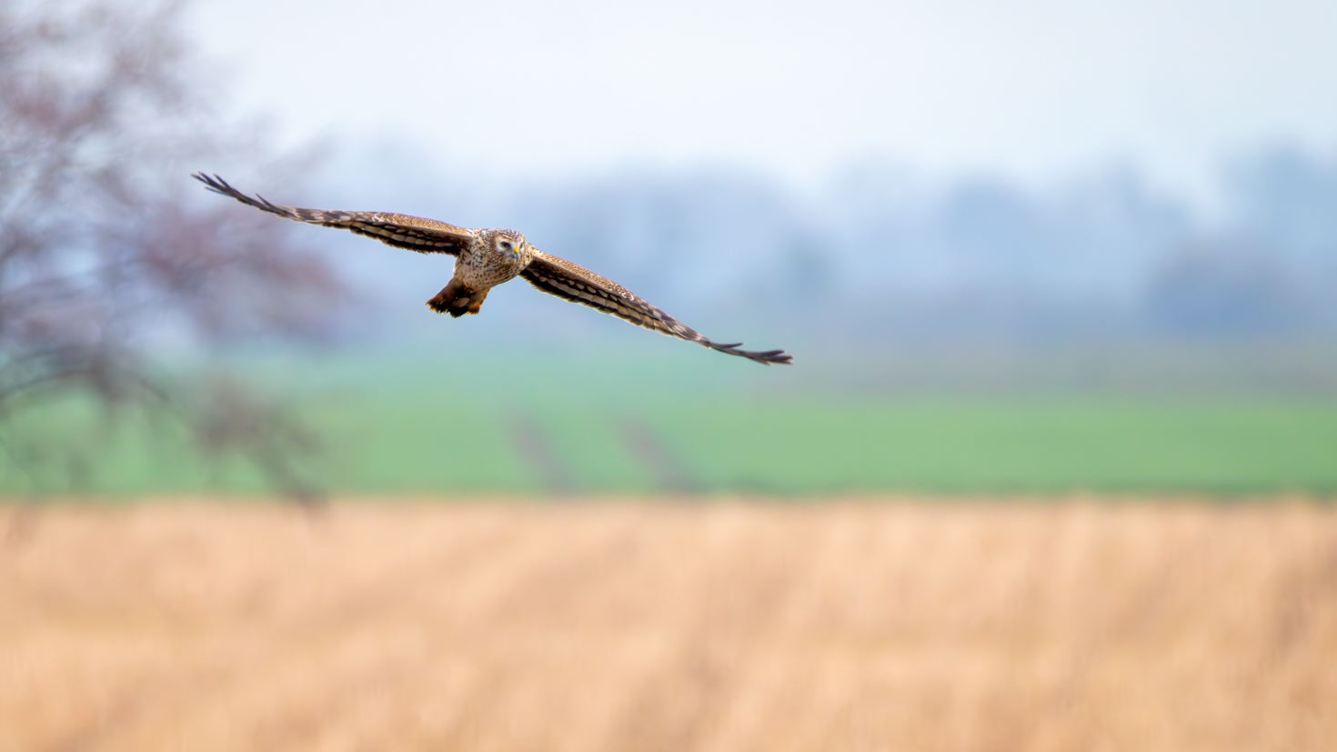 2026-03-FCa-045-Kornweihe-weiblich Kornweihe - weiblich