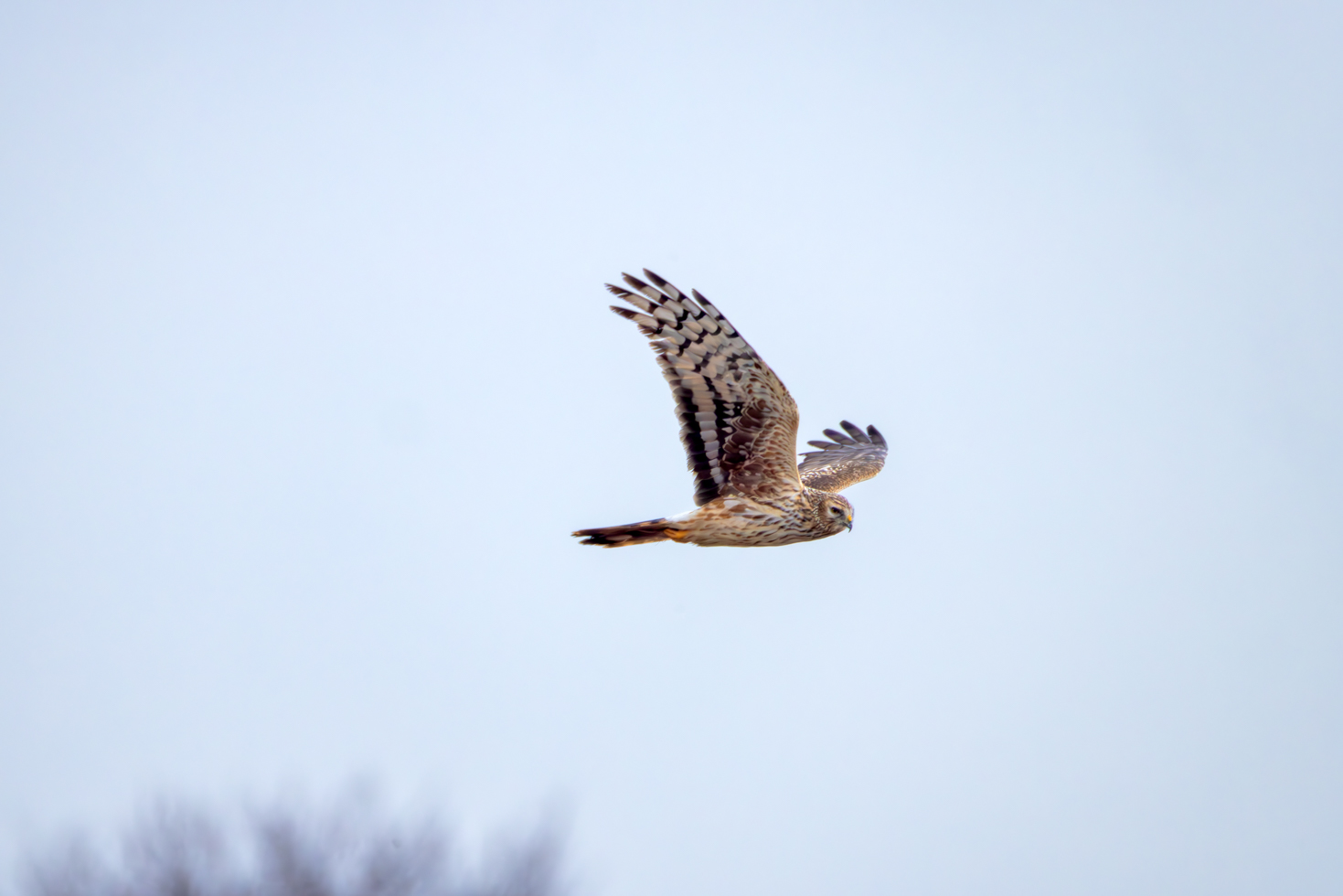 2026-03-FCa-046-Kornweihe-weiblich Kornweihe - weiblich