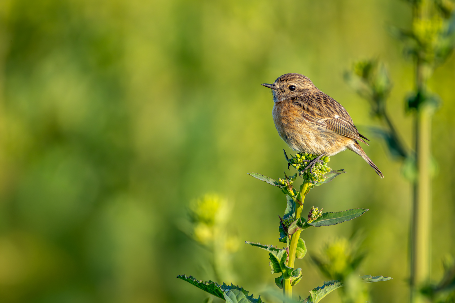 2026-03-FCa-080-Schwarzkehlchen-weiblich Schwarzkehlchen - weiblich