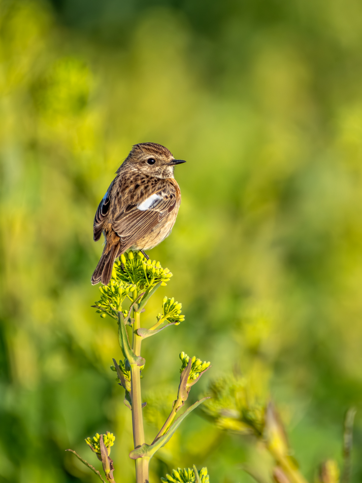 2026-03-FCa-081-Schwarzkehlchen-weiblich Schwarzkehlchen - weiblich