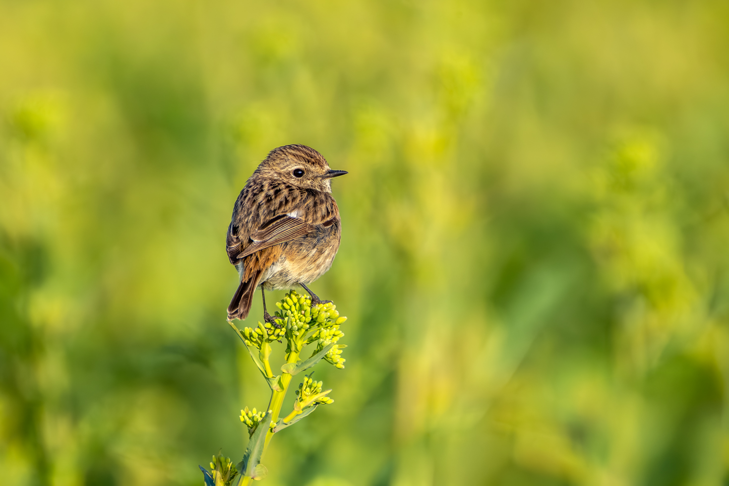 2026-03-FCa-082-Schwarzkehlchen-weiblich Schwarzkehlchen - weiblich