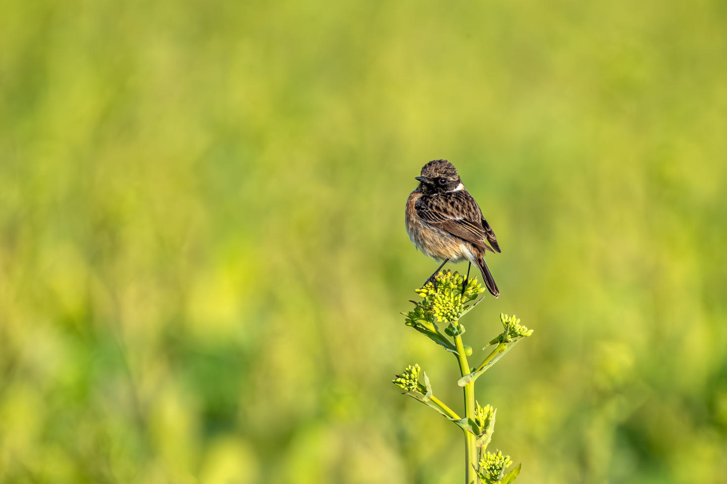 2026-03-FCa-084-Schwarzkehlchen-maennlich Schwarzkehlchen - männlich