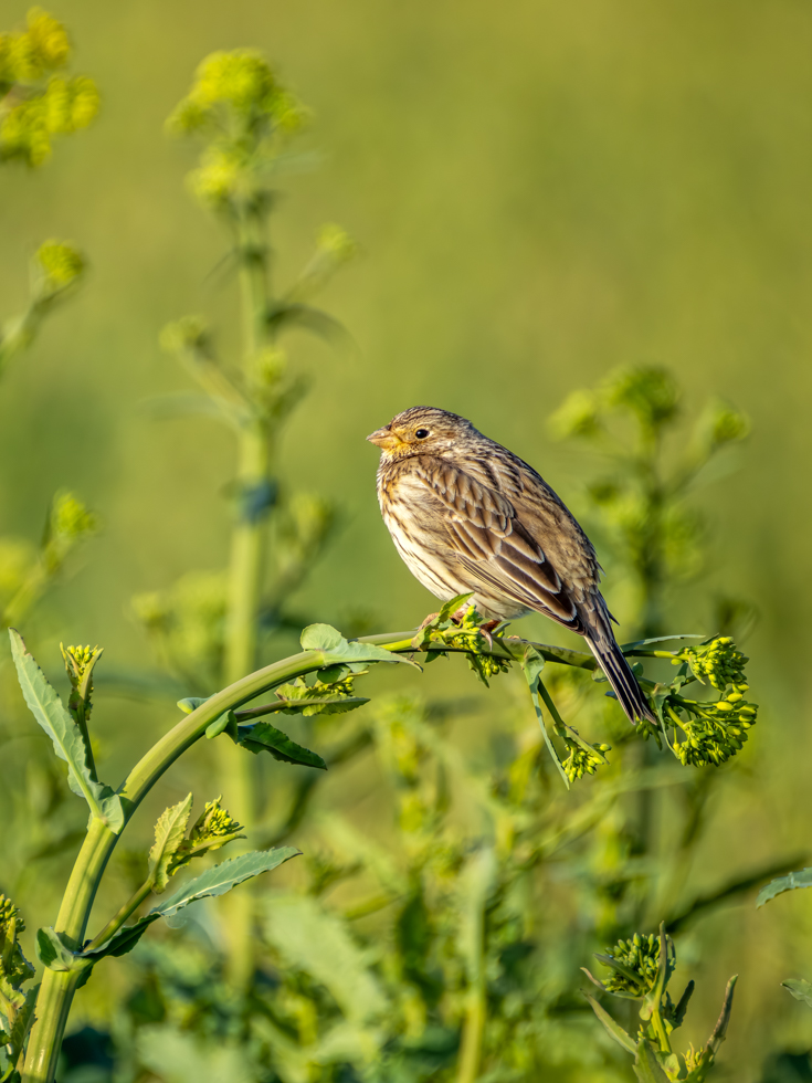 2026-03-FCa-085-Grauammer Grauammer