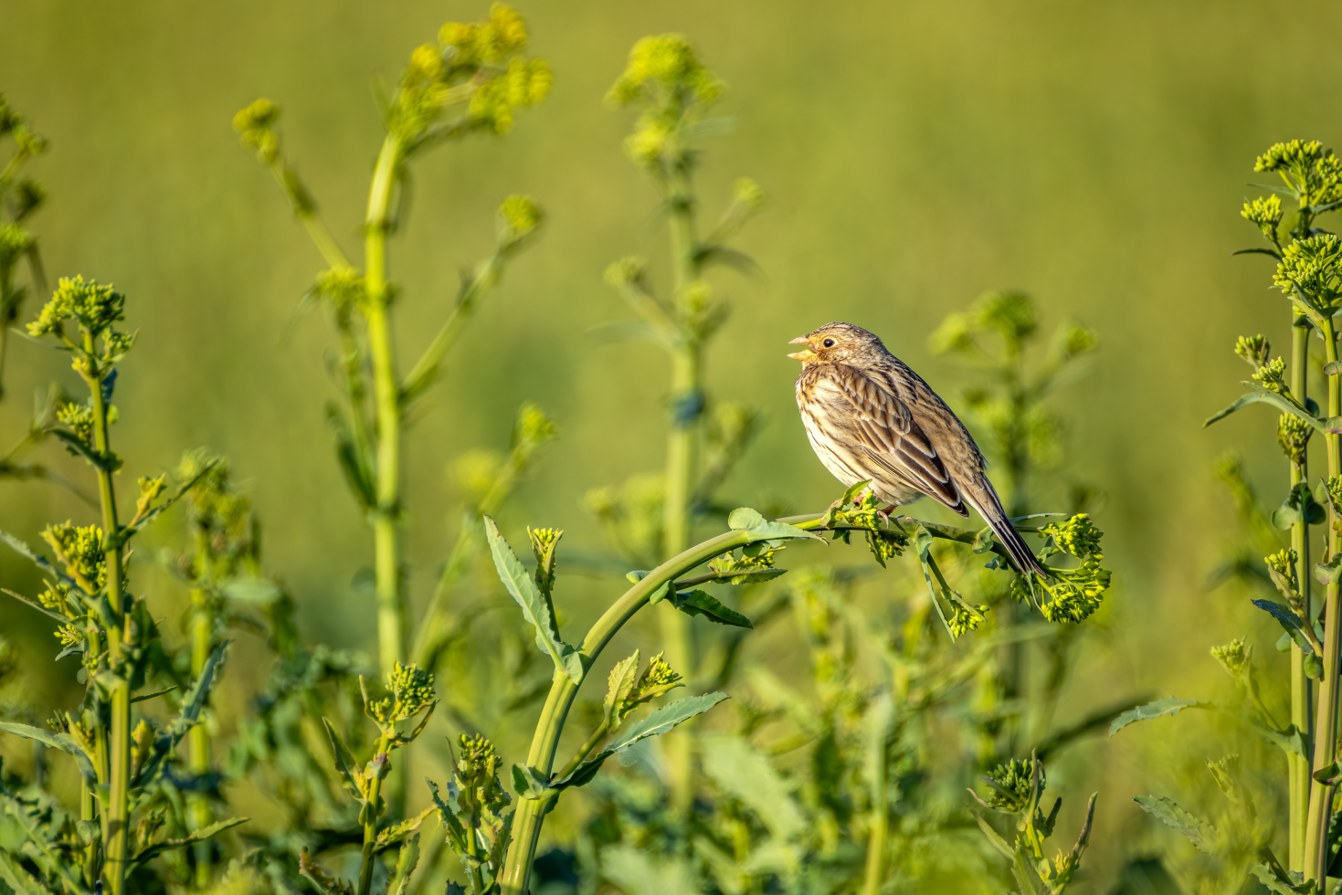 2026-03-FCa-086-Grauammer Grauammer