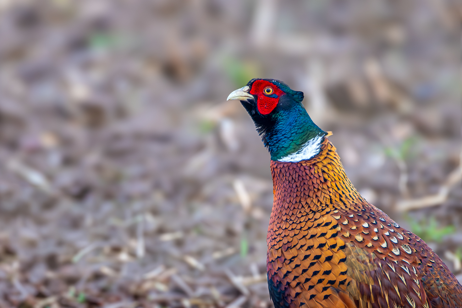 2026-03-FCa-088-Jagdfasan-maennlich Jagdfasan - männlich