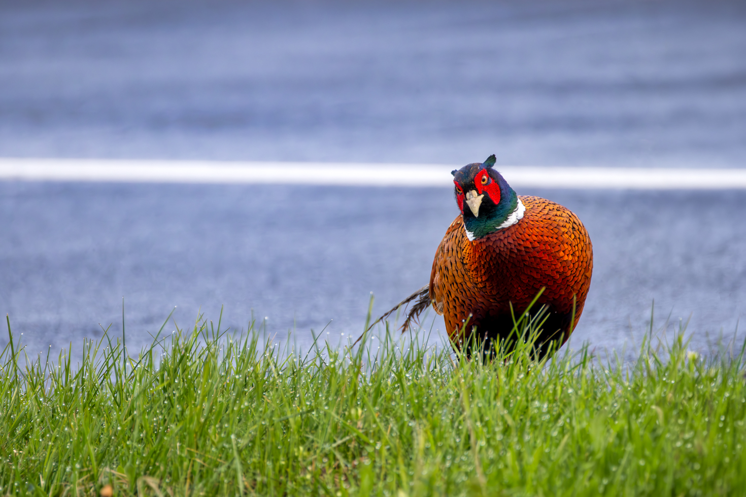 2026-03-FCa-089-Jagdfasan-maennlich Jagdfasan - männlich