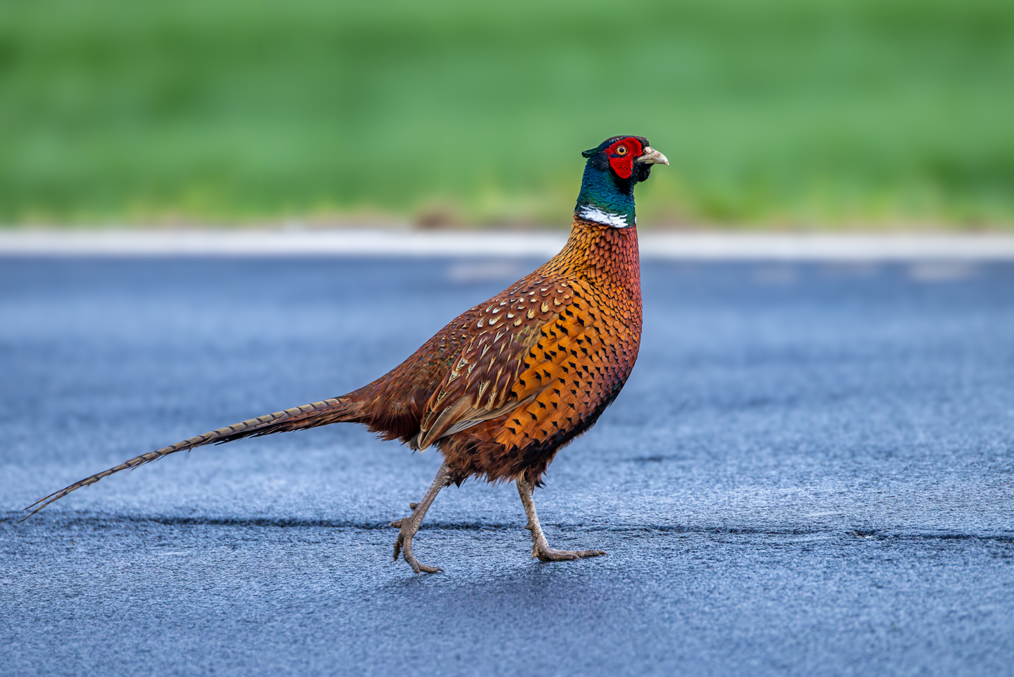 2026-03-FCa-090-Jagdfasan-maennlich Jagdfasan - männlich