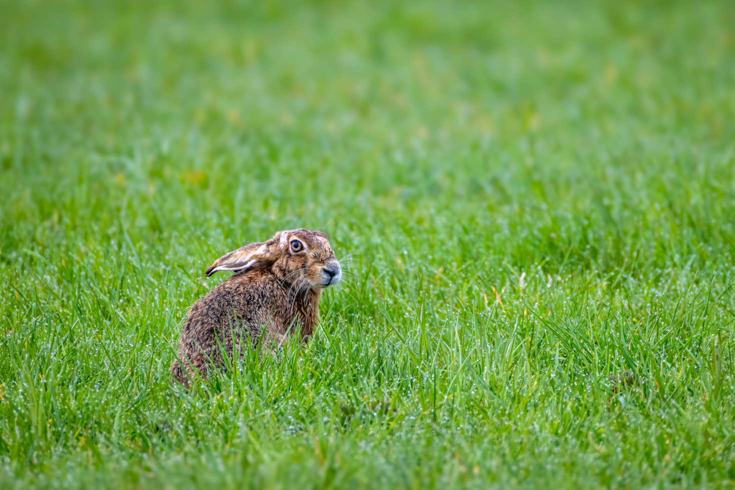 2026-03-FCa-092-Feldhase Feldhase