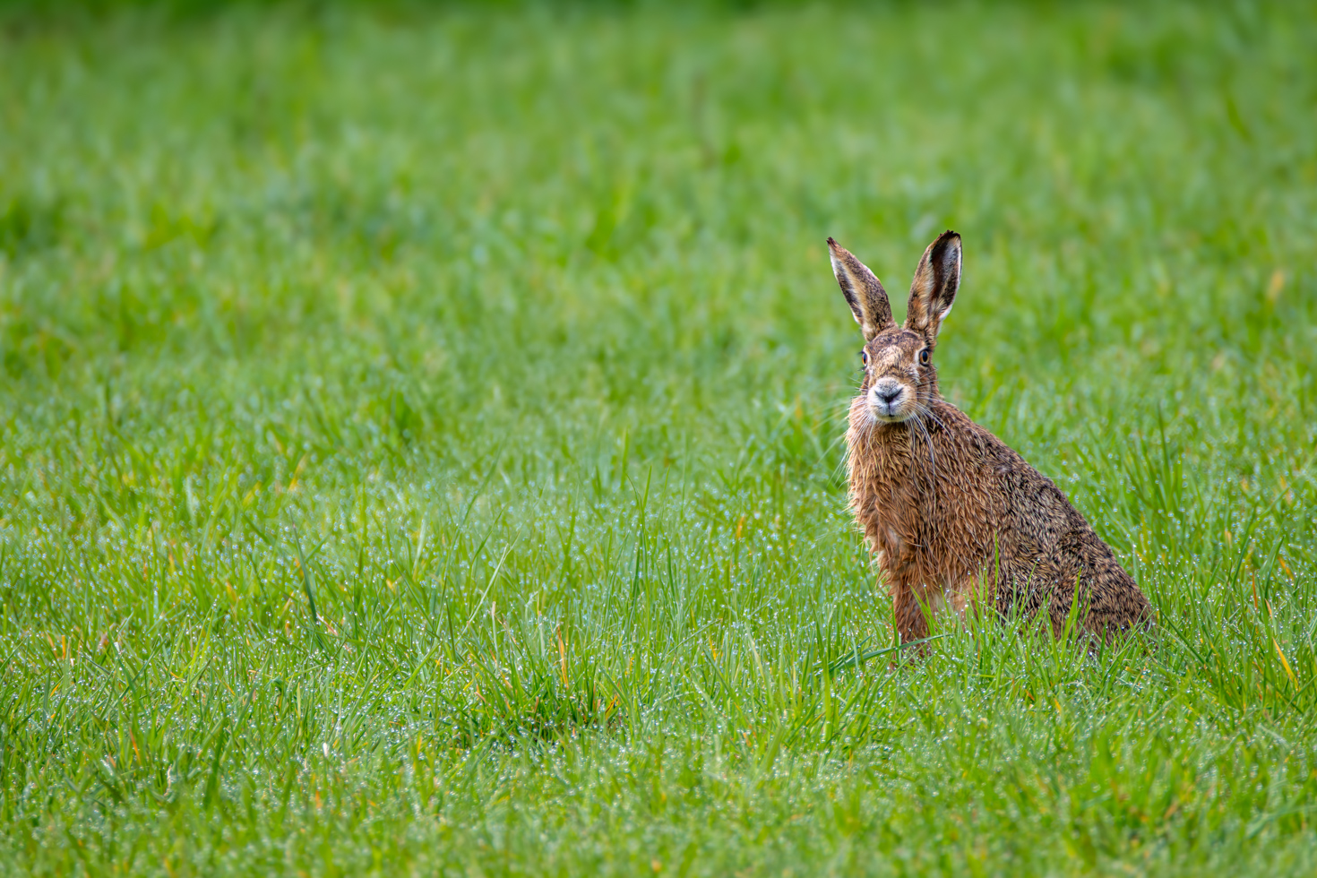 2026-03-FCa-093-Feldhase Feldhase