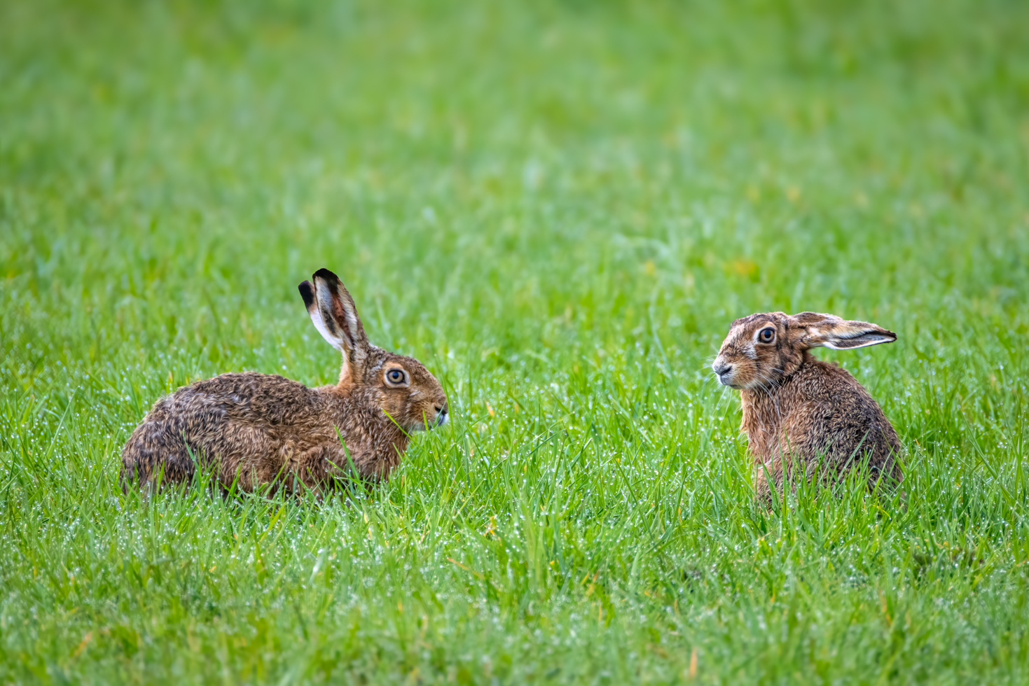 2026-03-FCa-094-Feldhasen Feldhasen