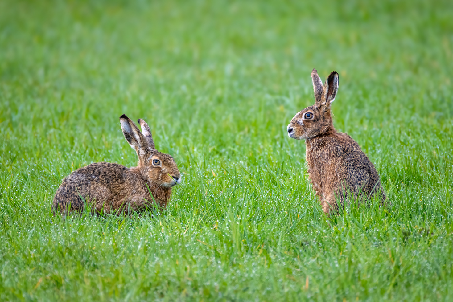2026-03-FCa-095-Feldhasen Feldhasen