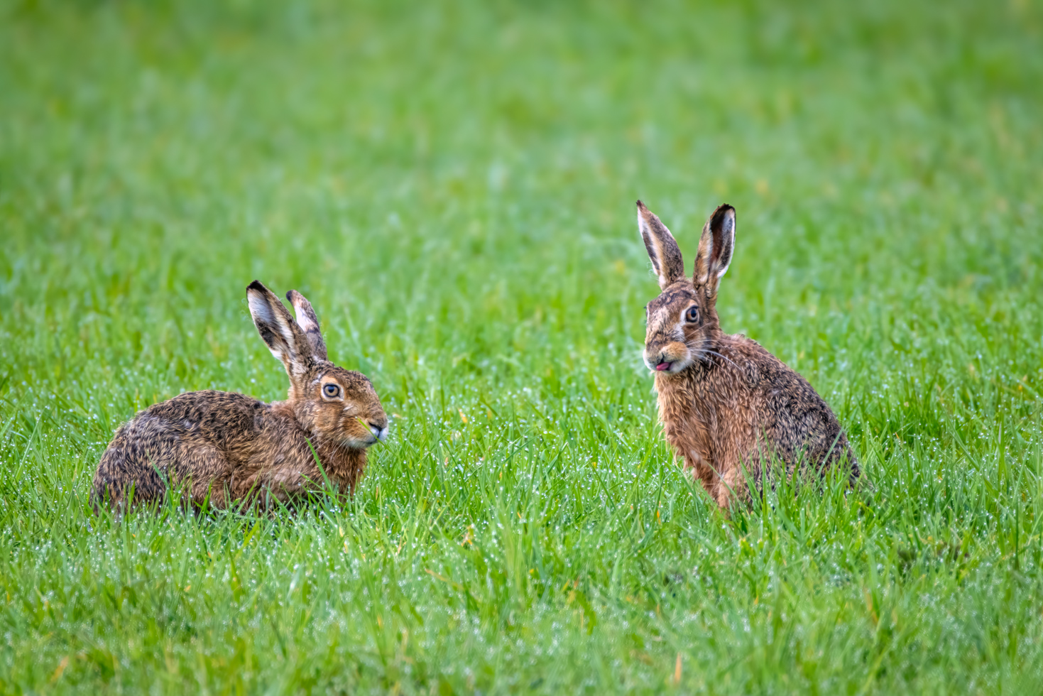 2026-03-FCa-096-Feldhasen Feldhasen