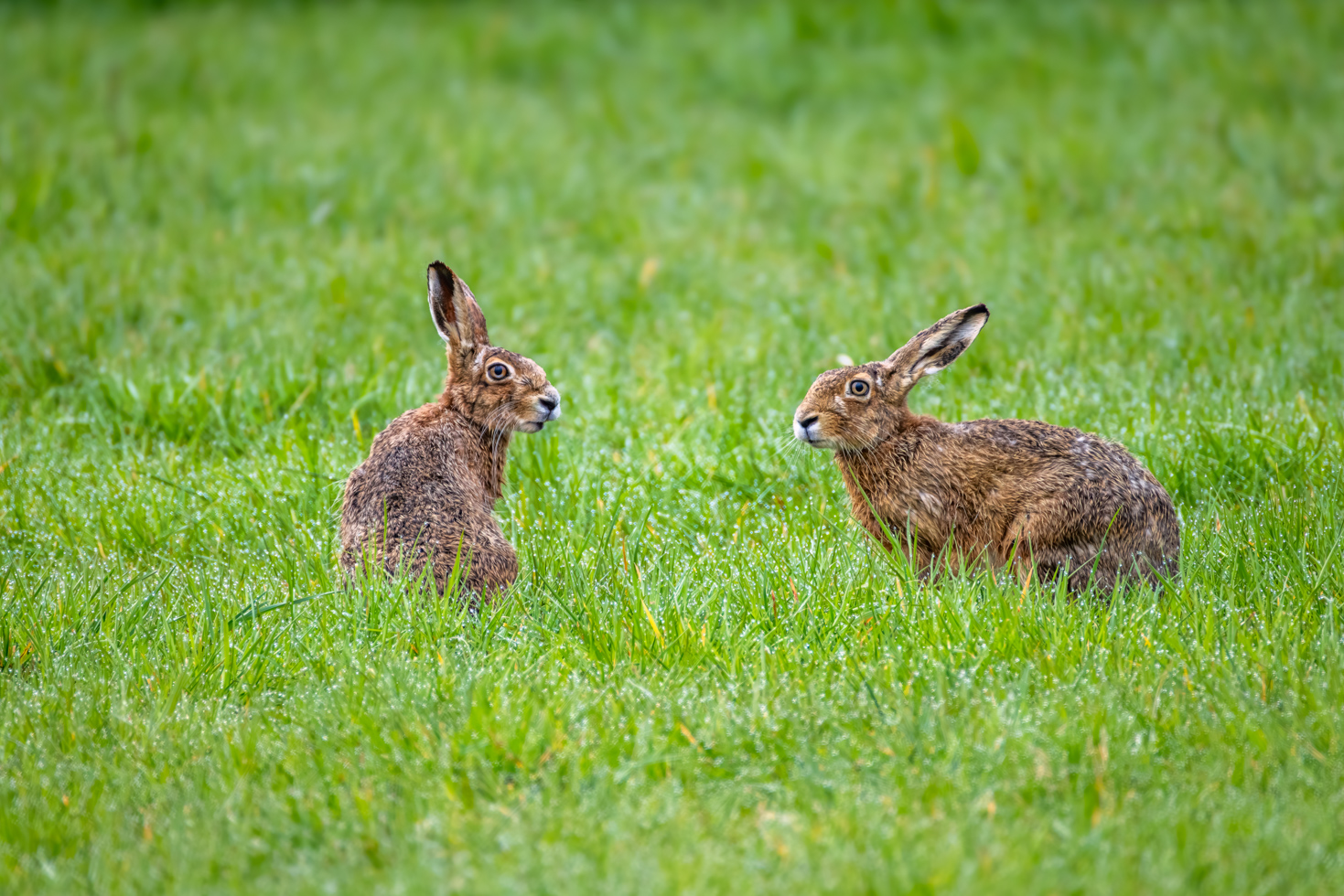2026-03-FCa-097-Feldhasen Feldhasen