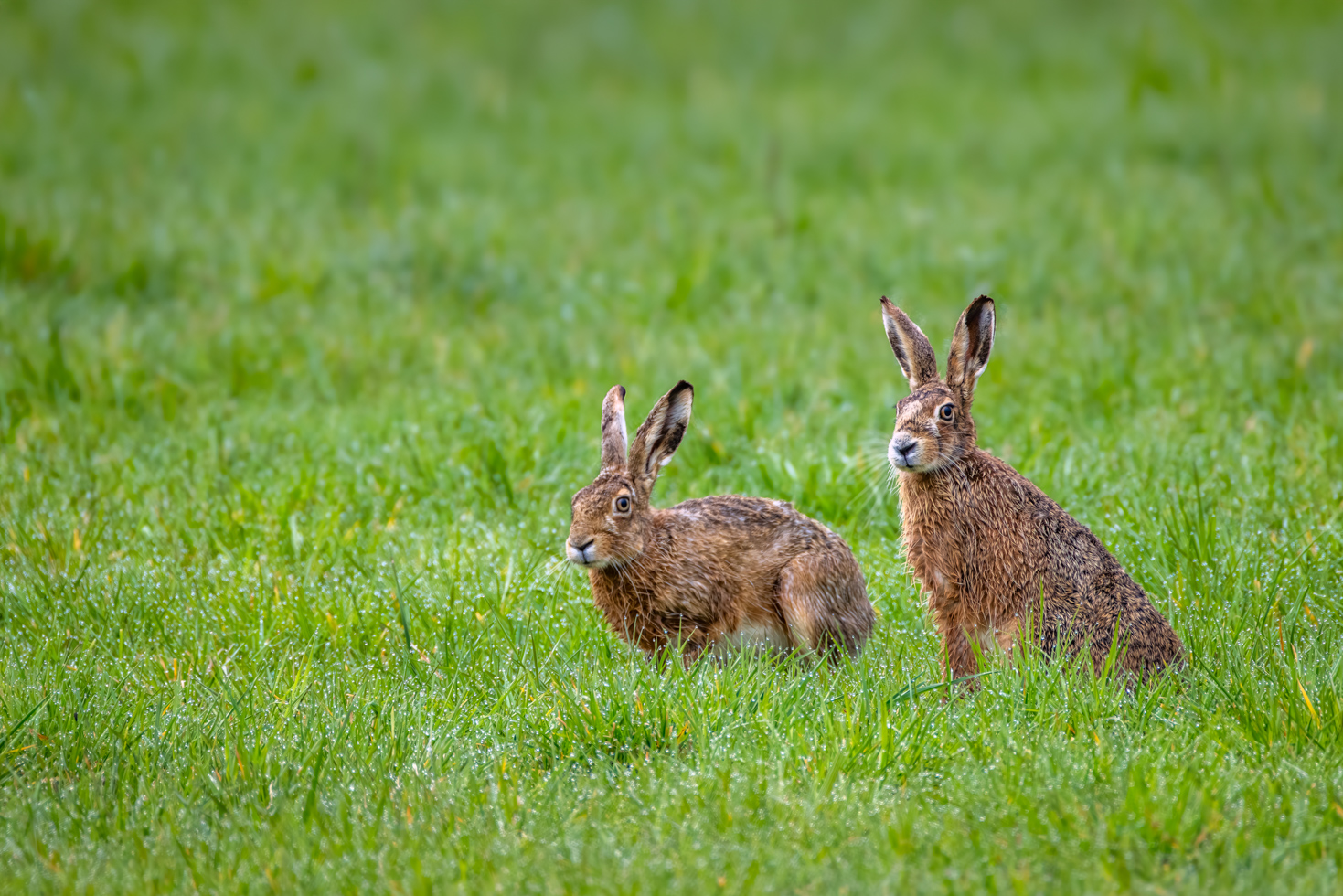 2026-03-FCa-098-Feldhasen Feldhasen