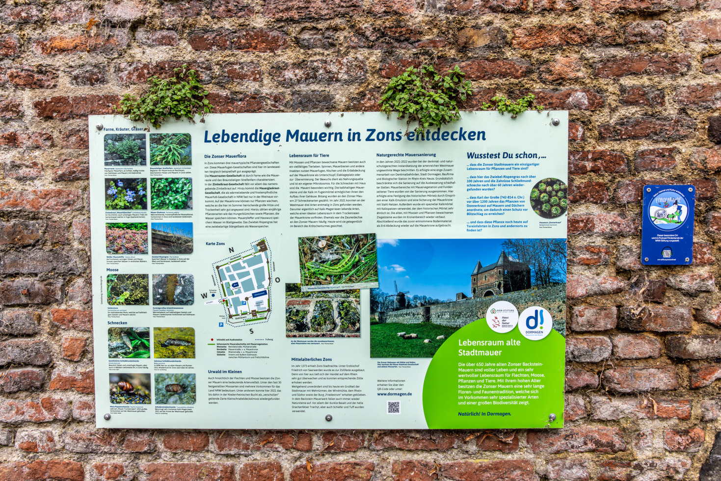 2026-04-FCa-034-Lebendige-Mauern-Zons In den alten Mauern der Altstadt Zons fühlen sich diverse Tiere und Pflanzen wohl