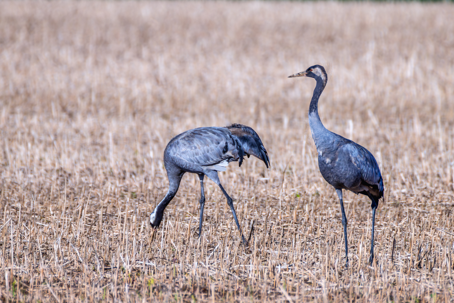 2026-04-FCa-059-Kraniche Rastende Kraniche in der Voreifel