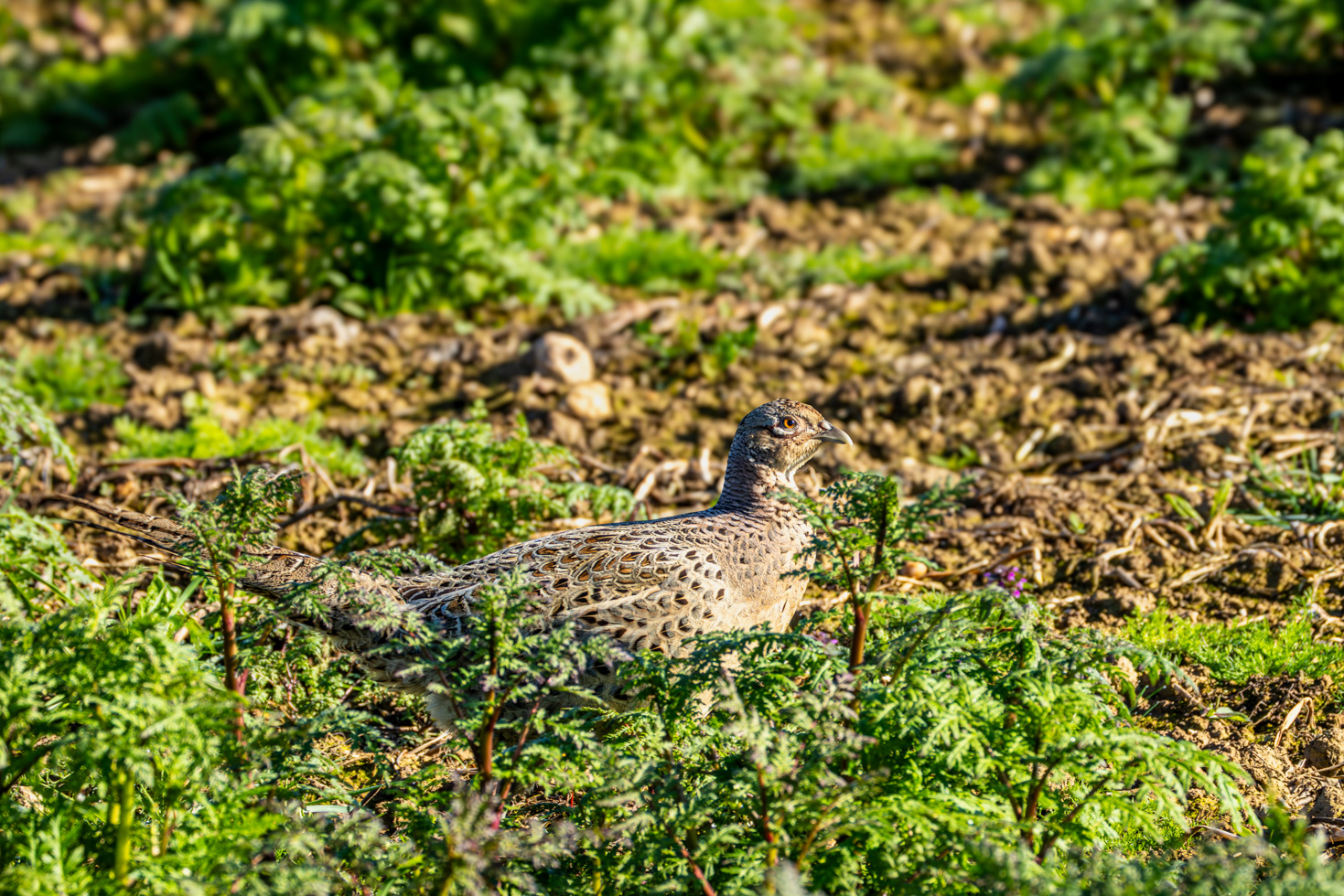 2026-04-FCa-061-Jagdfasan-weiblich Jagdfasan - weiblich