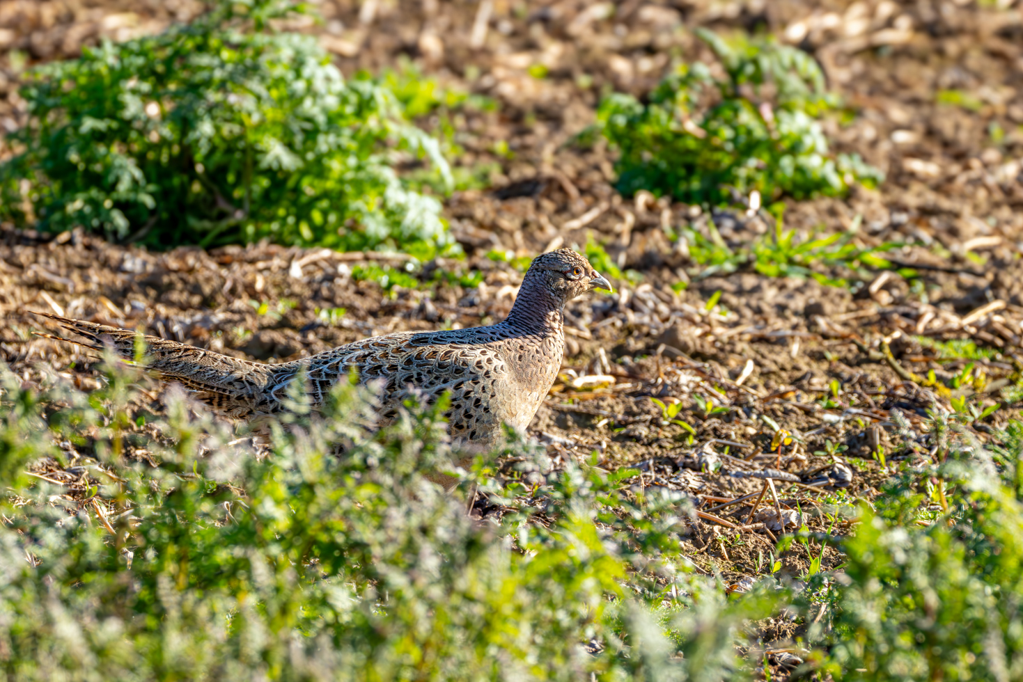 2026-04-FCa-062-Jagdfasan-weiblich Jagdfasan - weiblich
