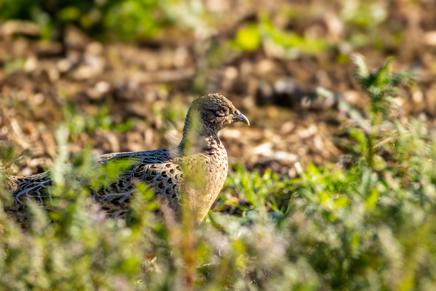 2026-04-FCa-063-Jagdfasan-weiblich Jagdfasan - weiblich