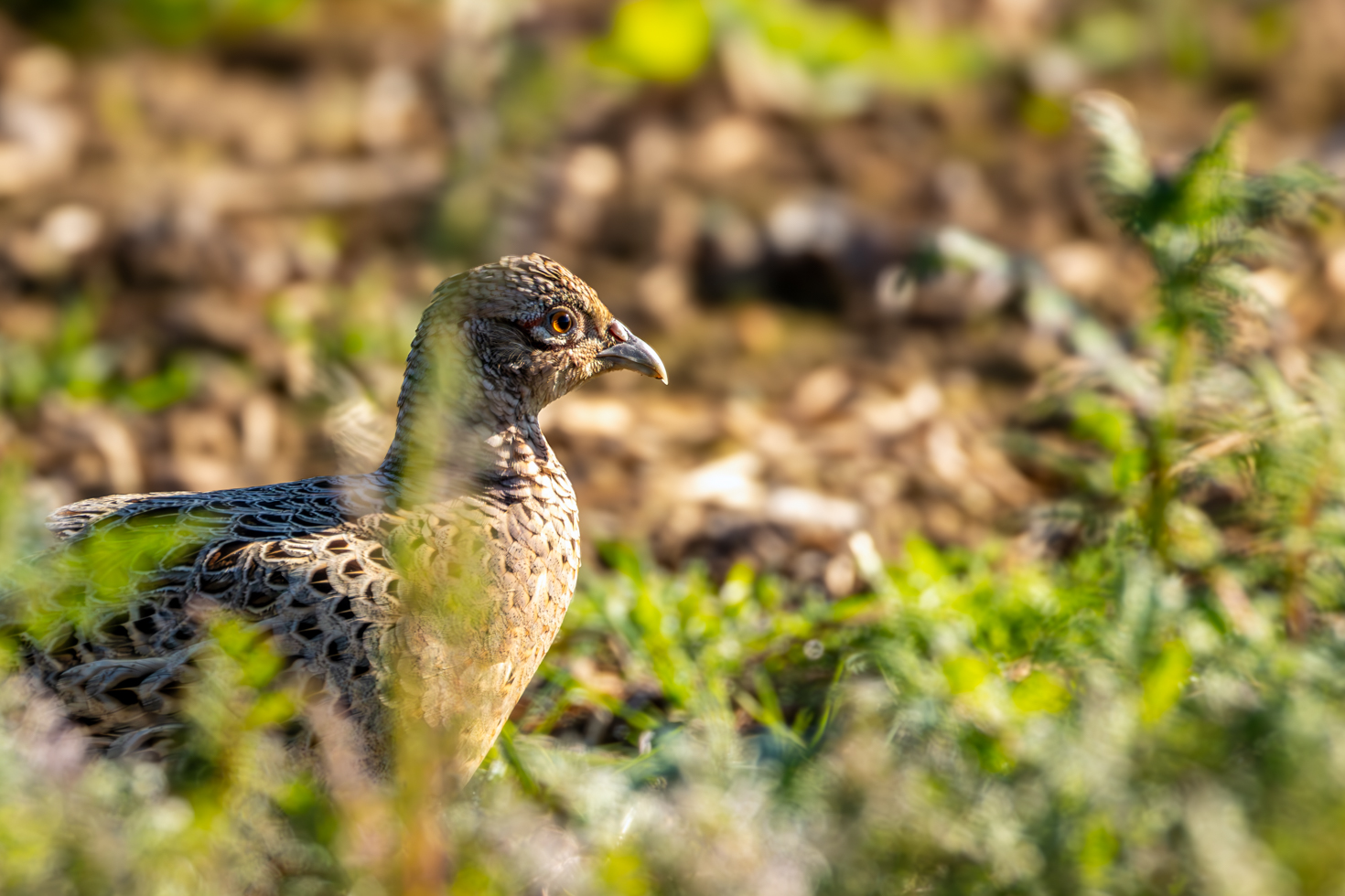 2026-04-FCa-064-Jagdfasan-weiblich Jagdfasan - weiblich